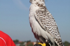 Graupner-2012-8
